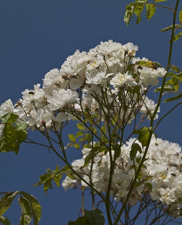 Clusters of white, semi-double roses.