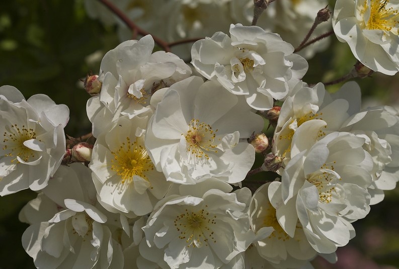Clusters of white, semi-double roses.