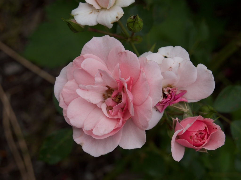 Flower and bud
