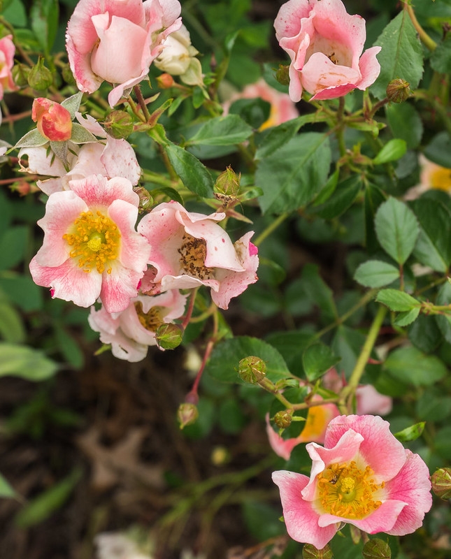 Single pink rose flowers.