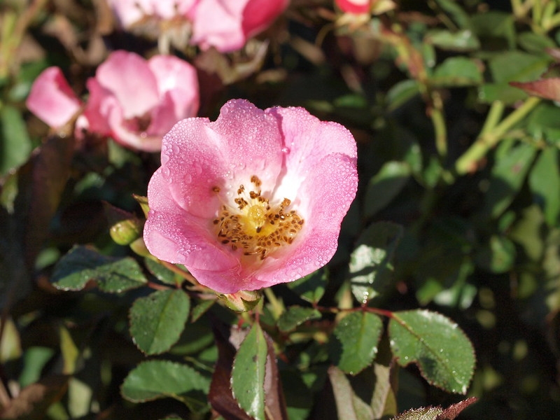 Single pink rose flower.