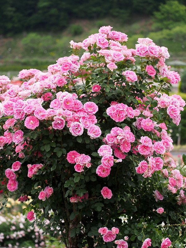 bush with many pink rose flowers.