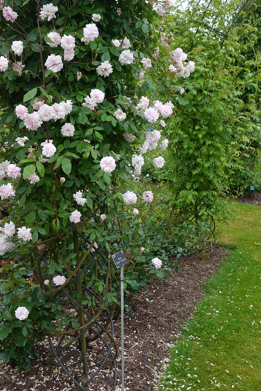 Large shrub with very pale pink (almost white) double flowers.