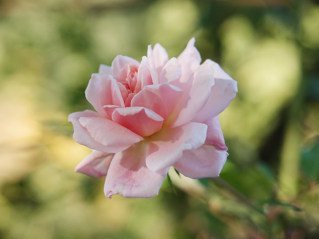 Pink flower detail