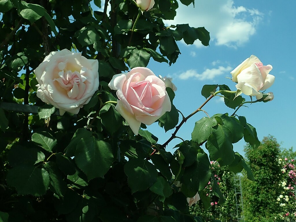 Pale pink fully double roses on leafy branches against blue sky
