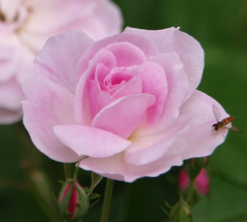 pink, fully double rose.