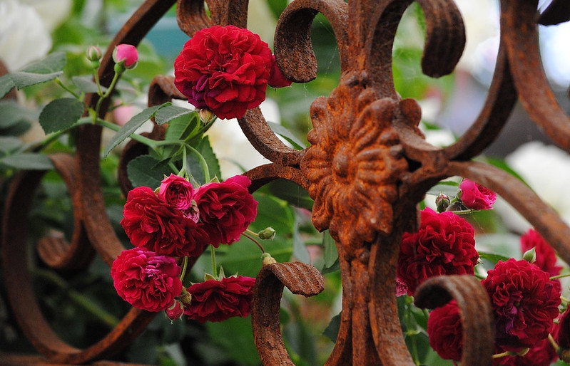 Red double roses climbing on a rusty iron fence.