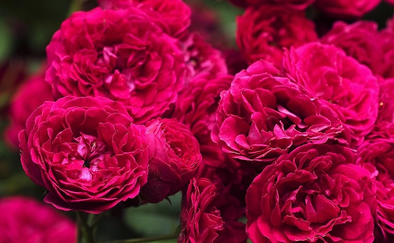 Red, double roses in dense clusters.
