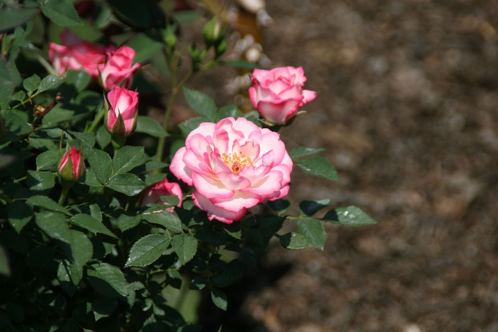 Pink edged white petals and yellow center - side view
