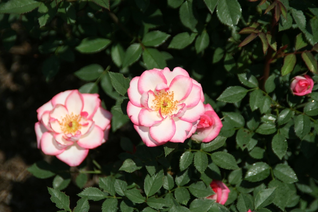 Pink edged white petals & center yellow anthers - Top view