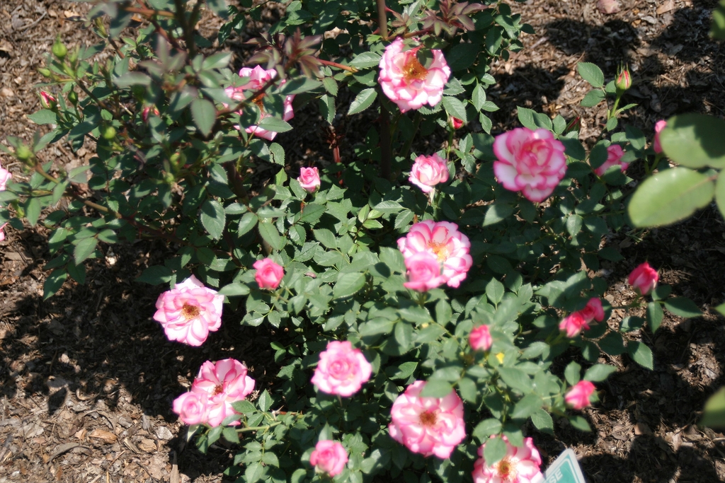 Form in bloom