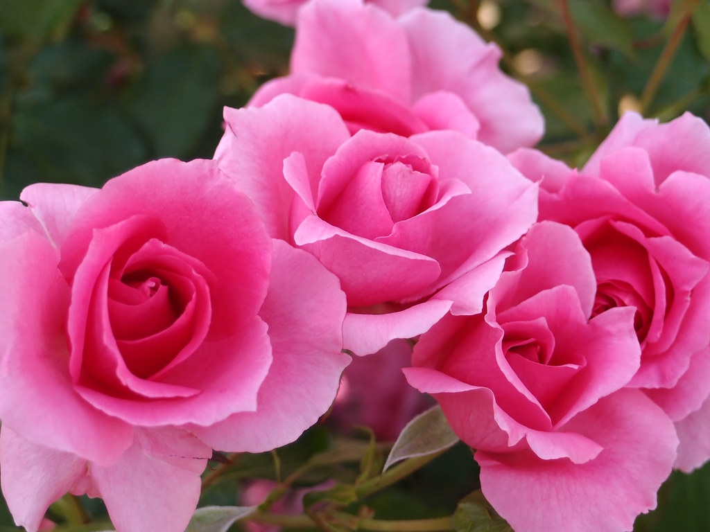 Rosa 'Country Dancer'