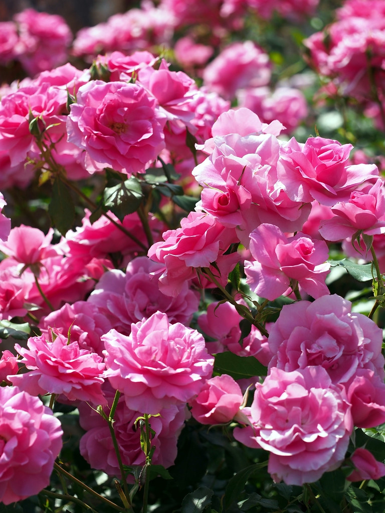 Rosa 'Country Dancer'