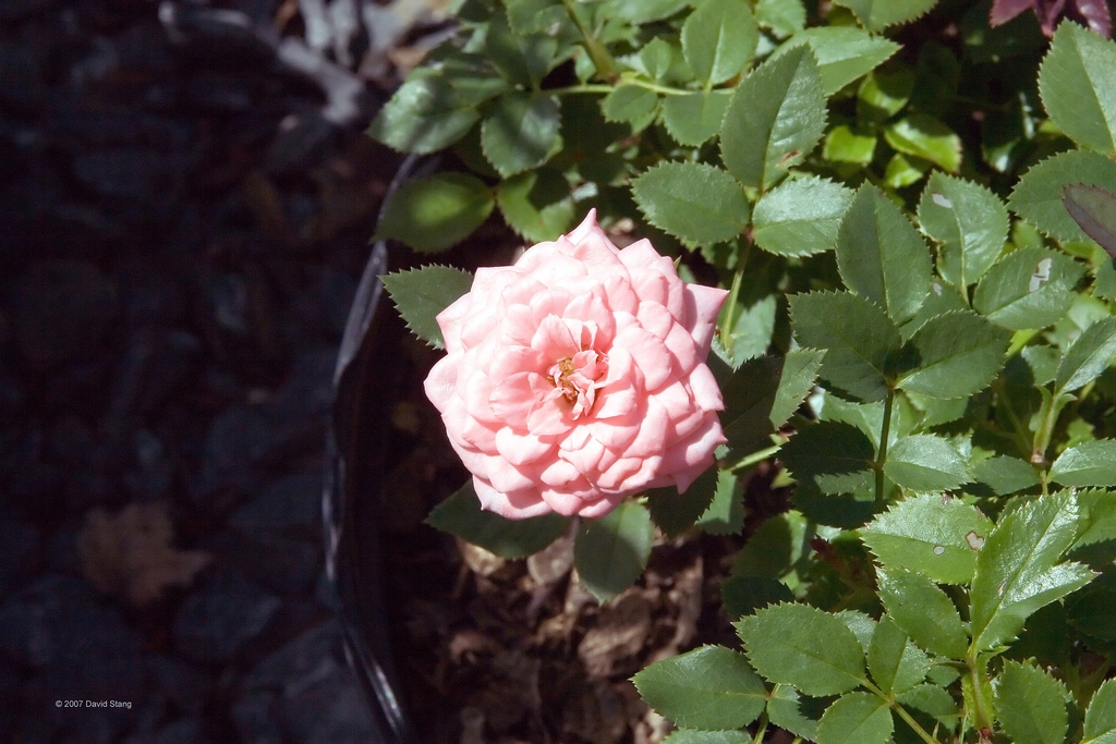 Flower and leaves