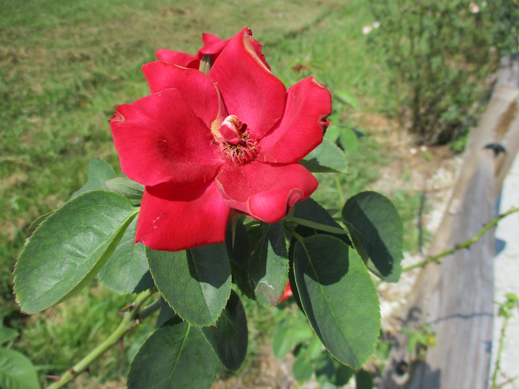 Flower and leaves taken in Summer