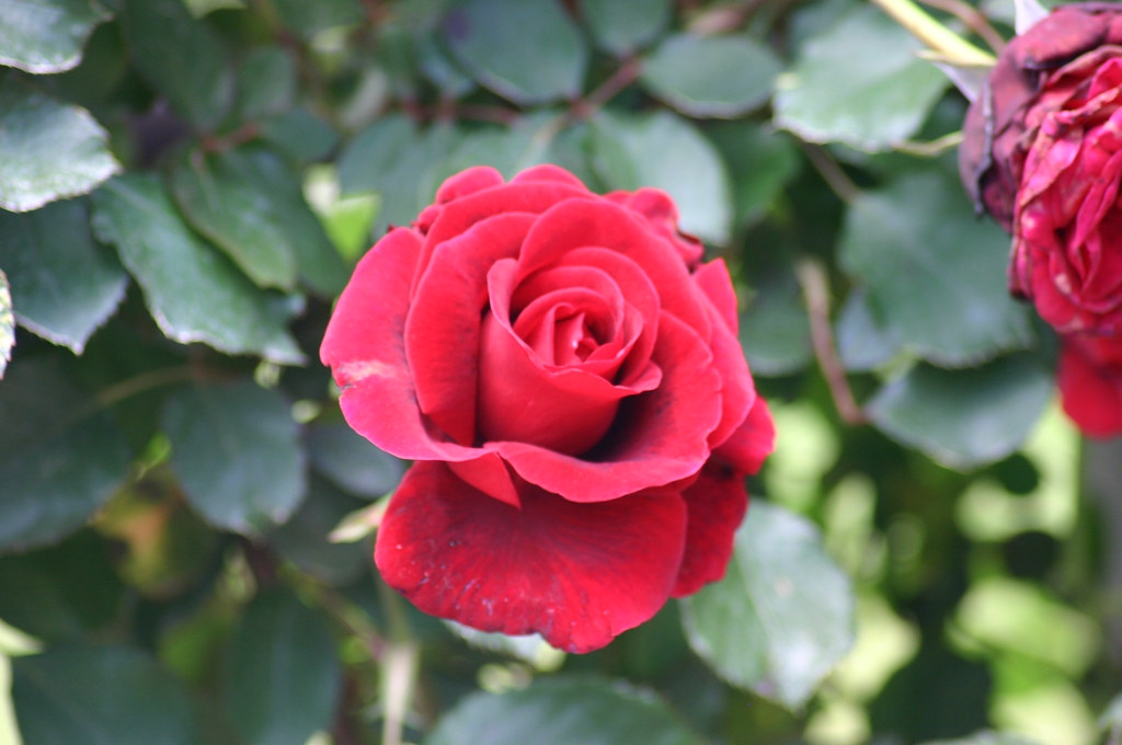 Rosa 'Don Juan'