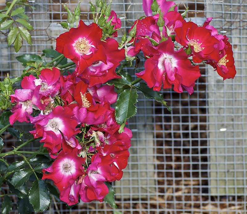 Single, red roses with a pale centers.