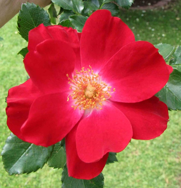 Single, red rose with a pale center.
