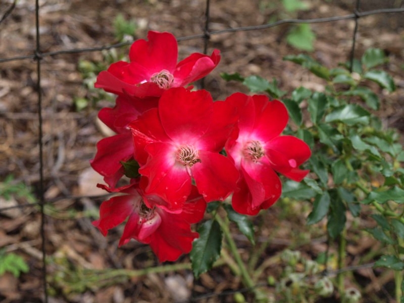 Single, red roses with a pale centers.