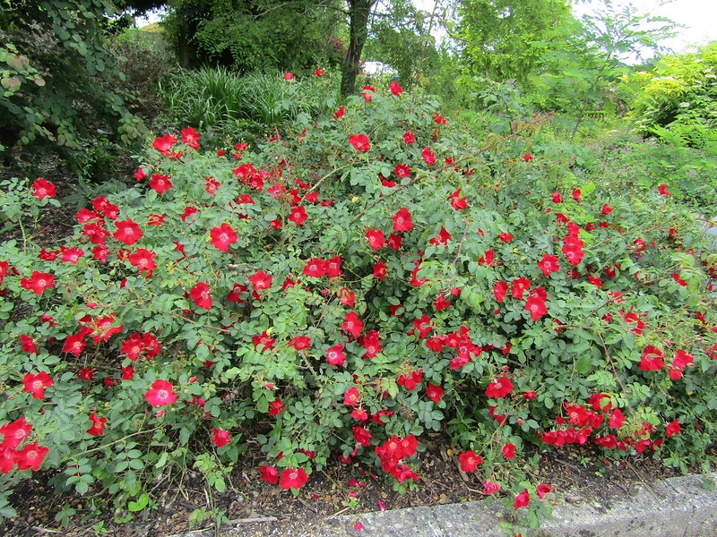 Single, red roses with a pale centers on a sprawling bush