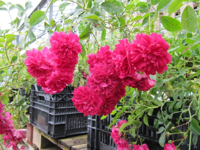 Dark pinkish red roses hanging in clusters.