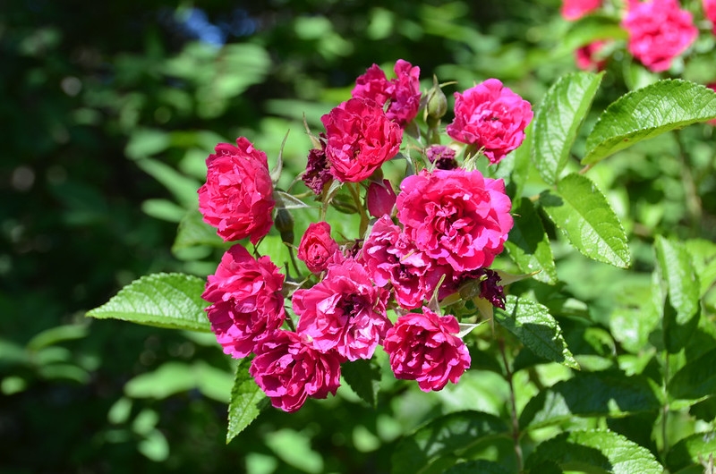 Loose clusters of small, red, double roses.