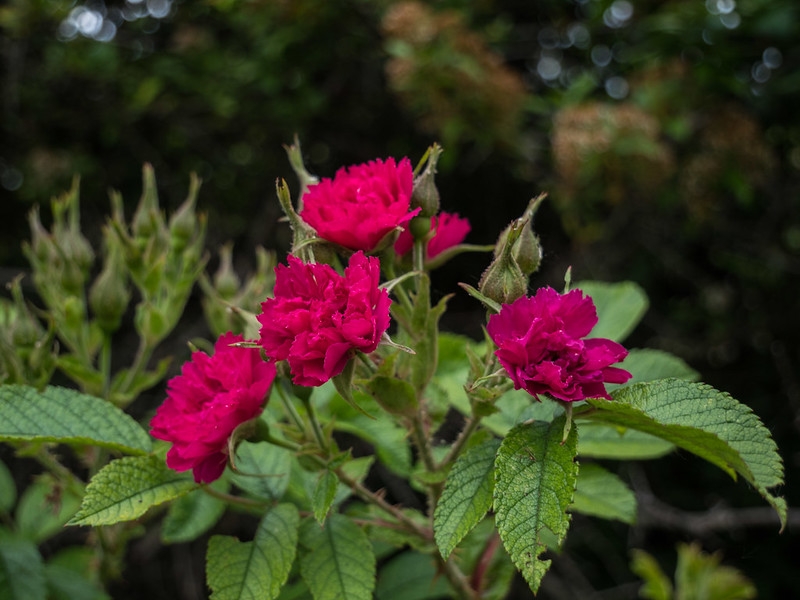 Loose clusters of small, red, double roses.
