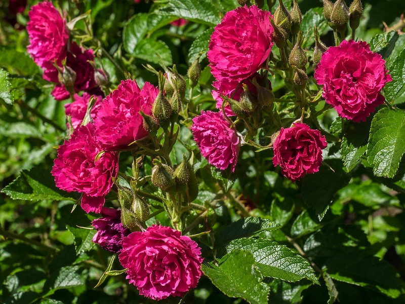 Loose clusters of small, red, double roses.