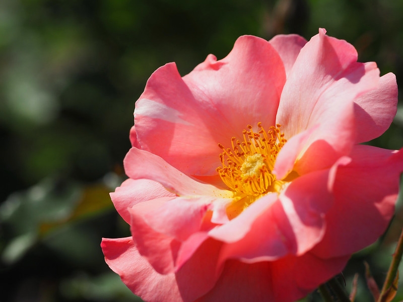 Pale pink single-flowered rose among its leaves.