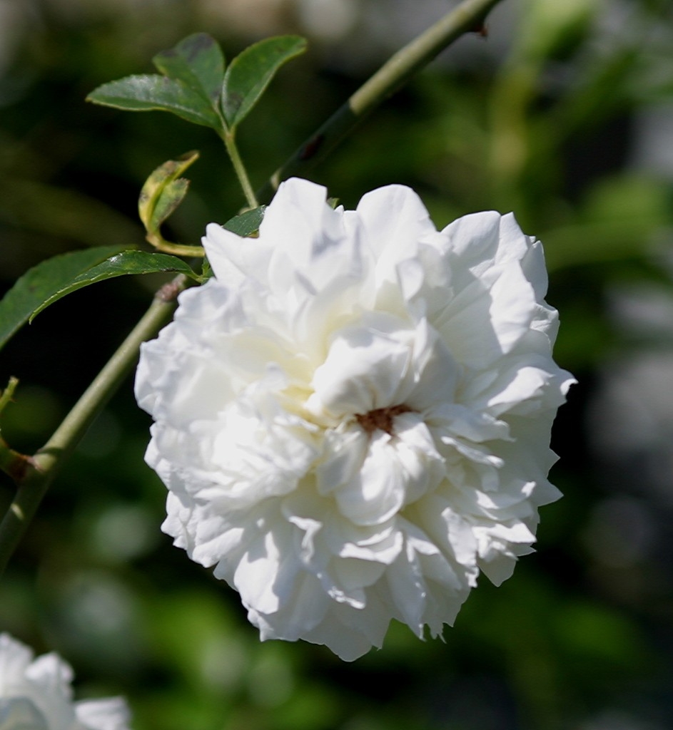 Flower detail