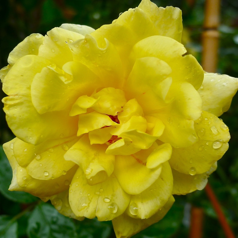 Clear yellow, fully double rose.