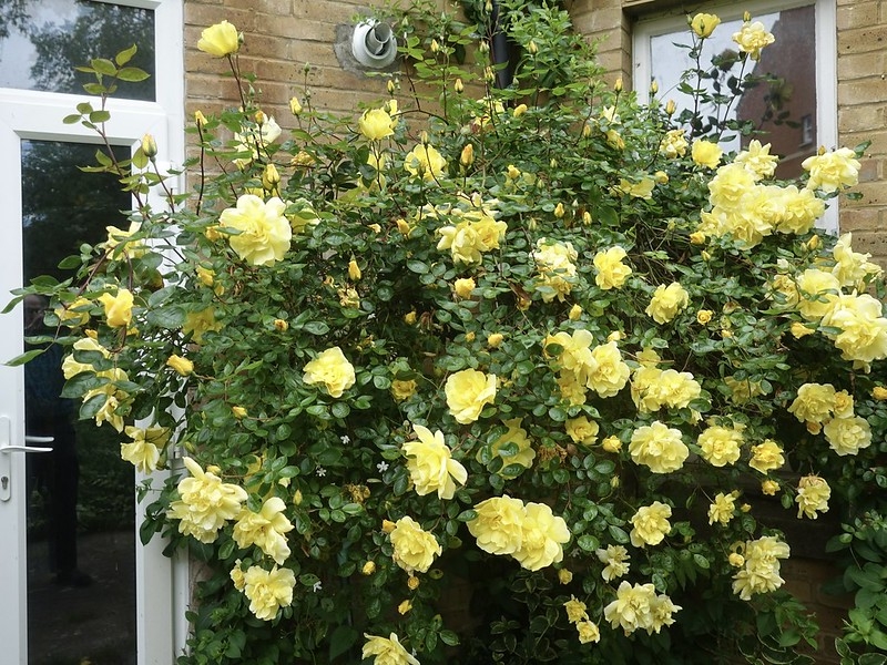 Clear yellow, fully double rose on a climbing plant.