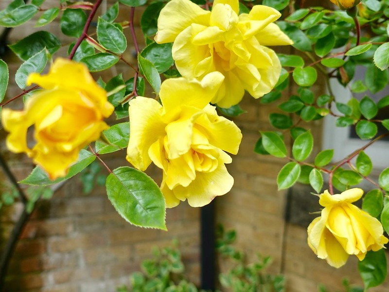 Clear yellow, fully double rose on a climbing plant.