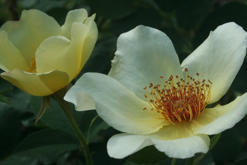 Clear yellow, single to semi-double roses with dark stamens.