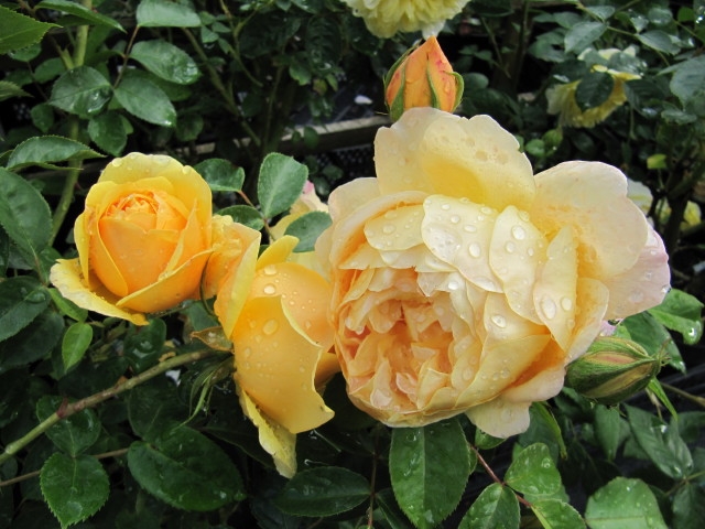 Double flowered yellow rose