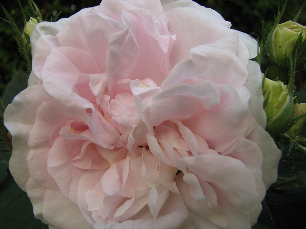 Layers of light pink petals with off-white borders