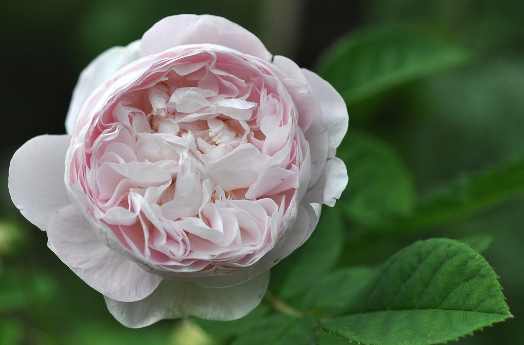 Flower detail