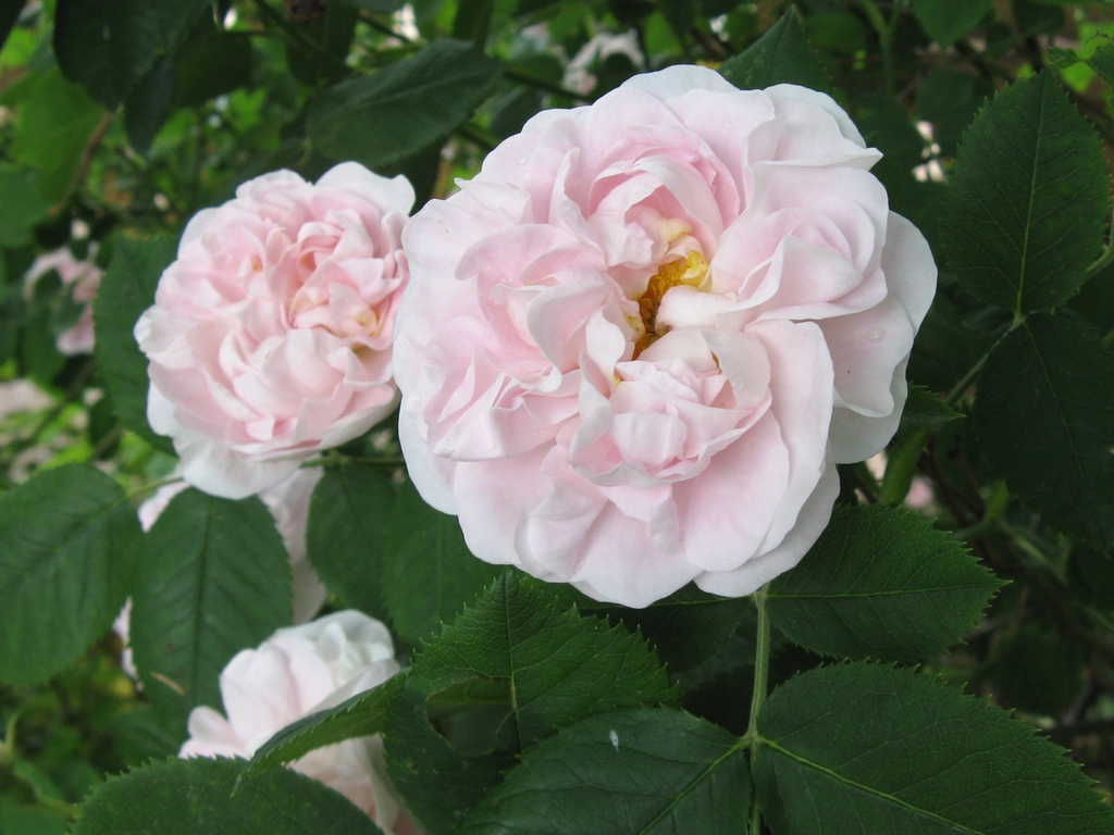 Layers of light pink petals with off-white borders in June