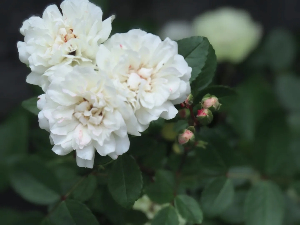 greenish white, double-flowered miniature rose