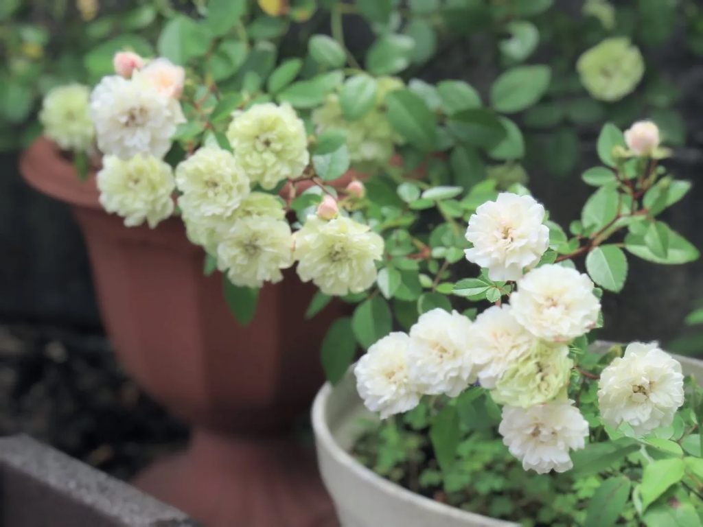 greenish white, double-flowered miniature rose