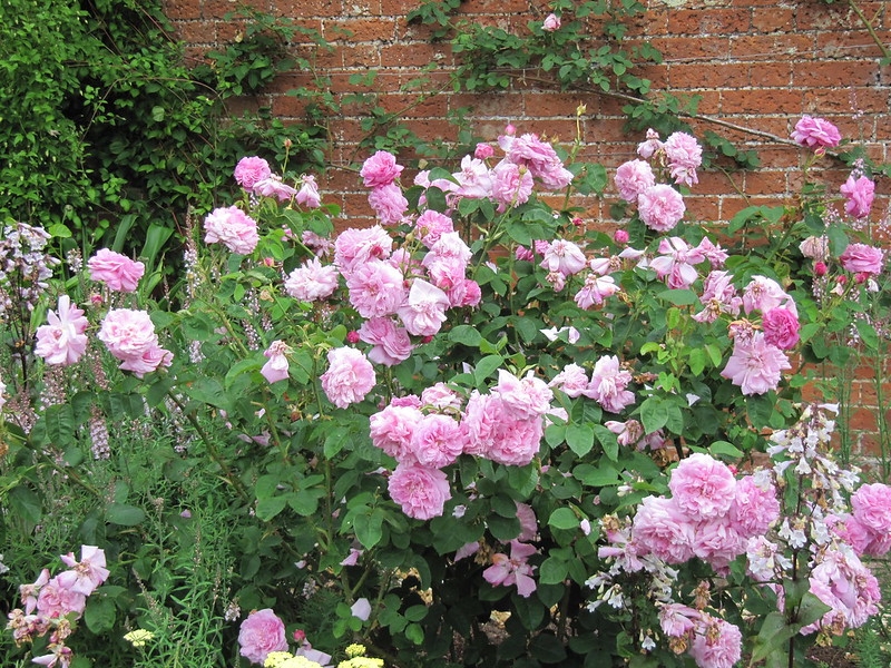Shrub with clusters of pink fully double roses