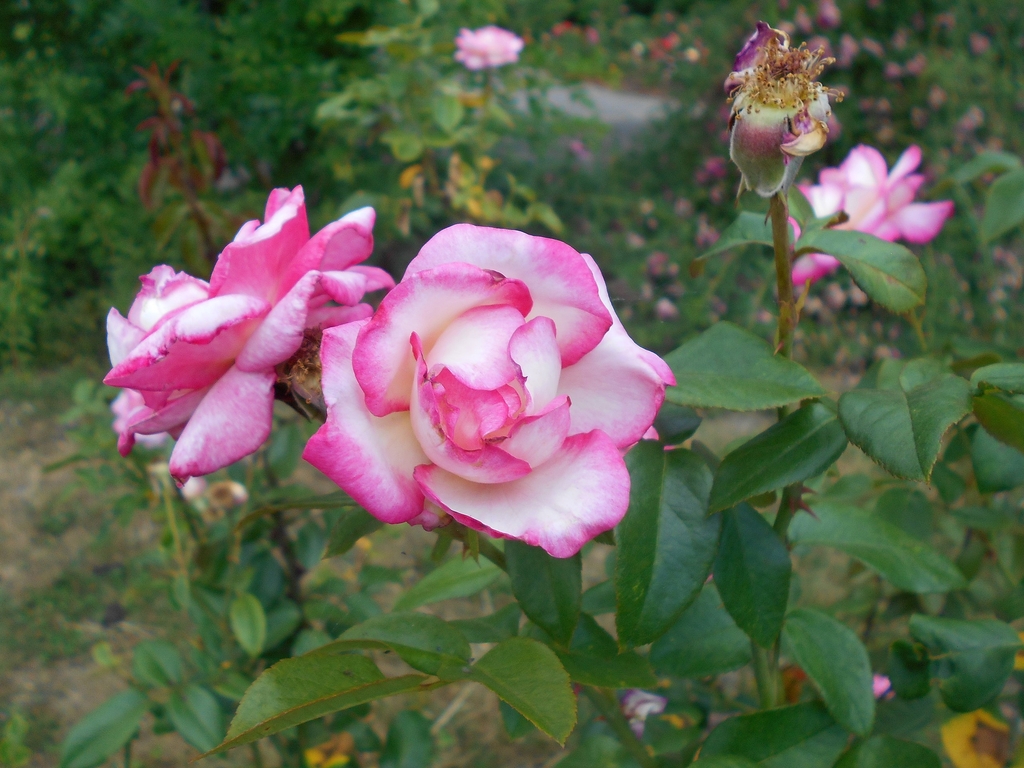 Flowers