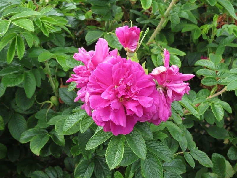 Close-up of a dark pink, fully double rose.