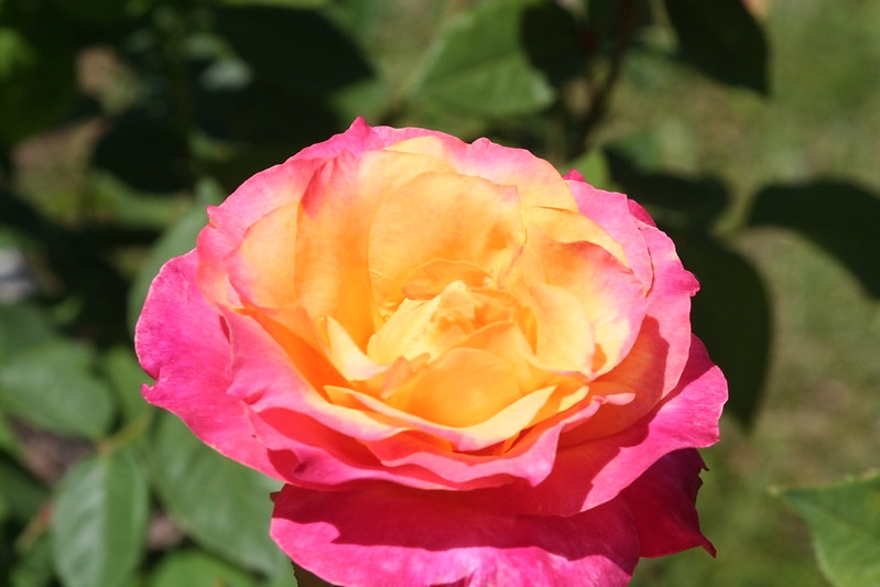A fully double rose. Outer petals are pink; inner are yellow.