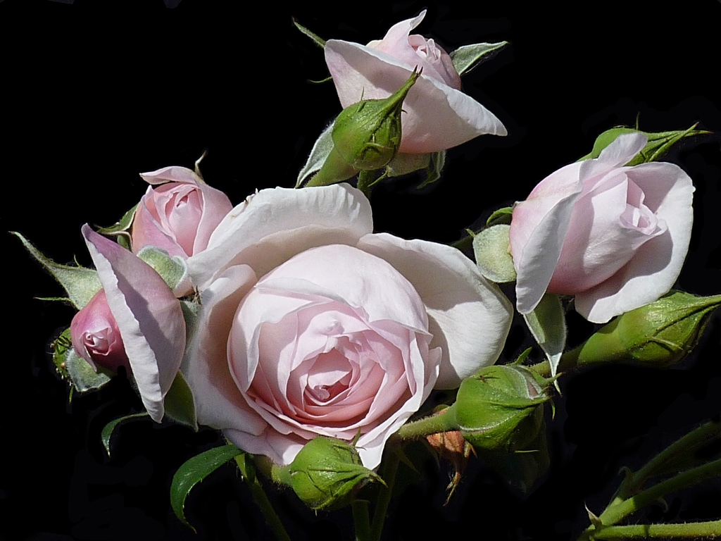 Light pink double flower with buds opening in various stages