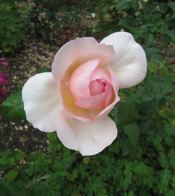 Pink, double rose flower
