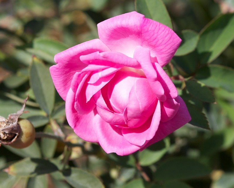 Pink fully double hybrid rose