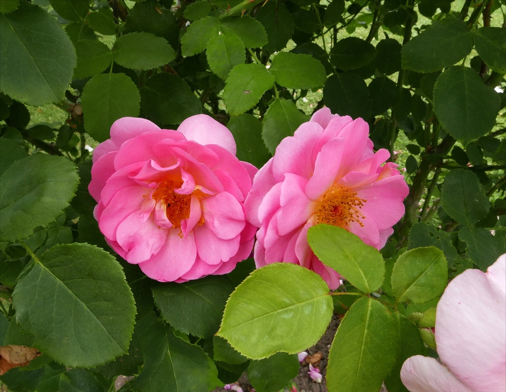 Pink double flowers and green leaves