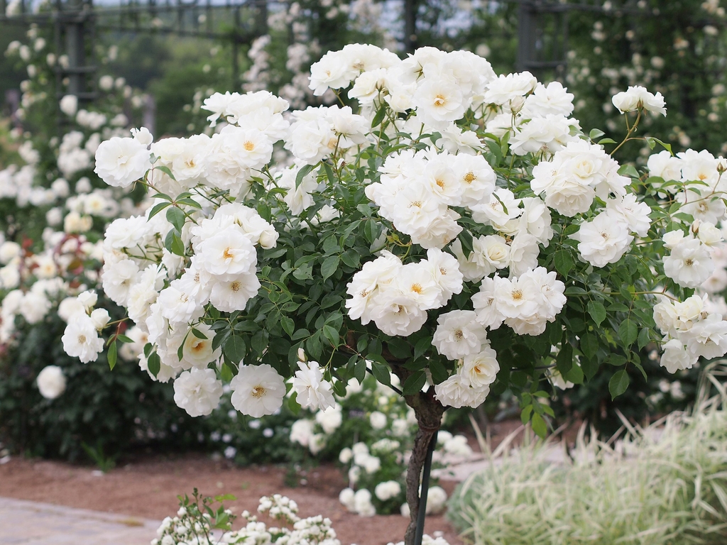 Form in bloom