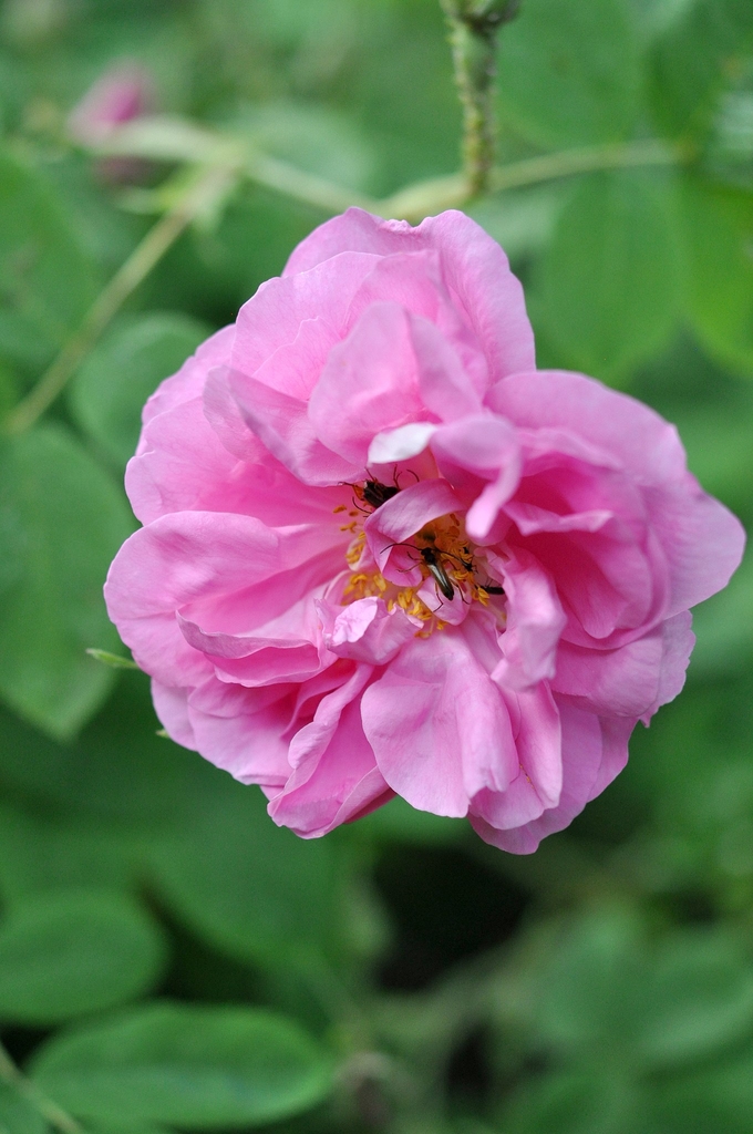 Flower detail